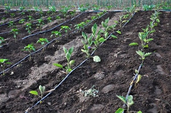 Drip Irrigation in eggplants 