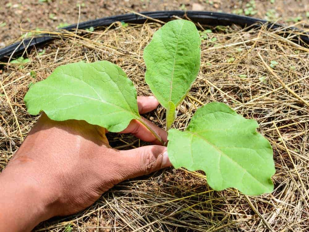 Mulching in eggplant