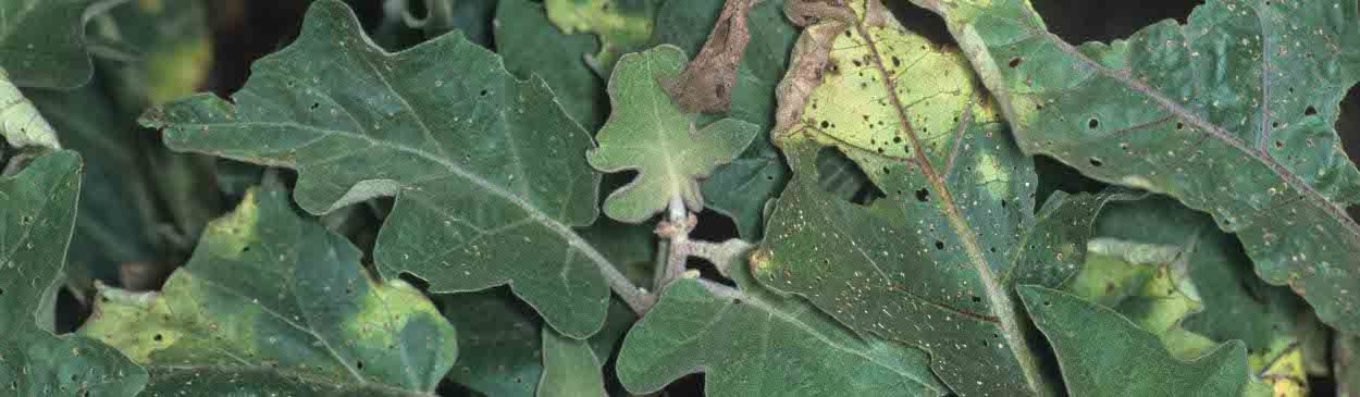 Impact of Verticillium Wilt on Eggplants Verticillium Wilt in eggplants