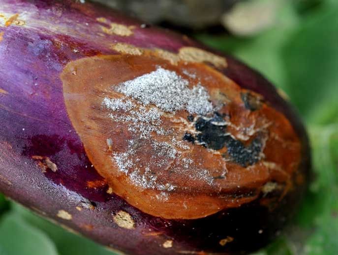 Gray Mold Disease in Eggplant Gray Mold (Botrytis) in eggplant