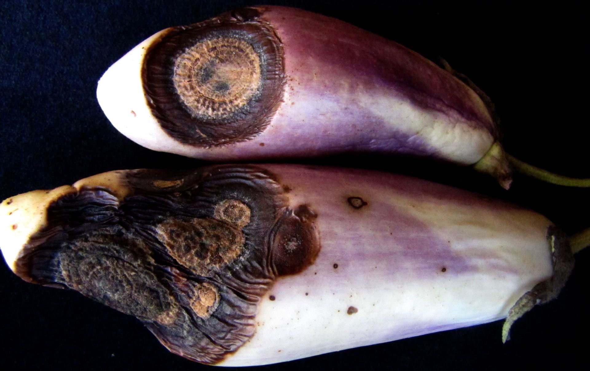 Anthracnose Disease in Eggplants Anthracnose in eggplants