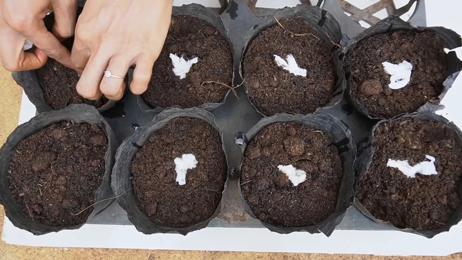Why Soil Matters for Eggplants