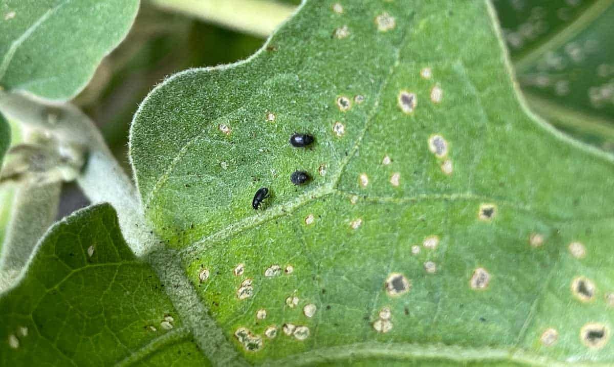 Flea Beetles: Pests of Young Plants Flea Beetles: The Spring Assassins of Seedlings