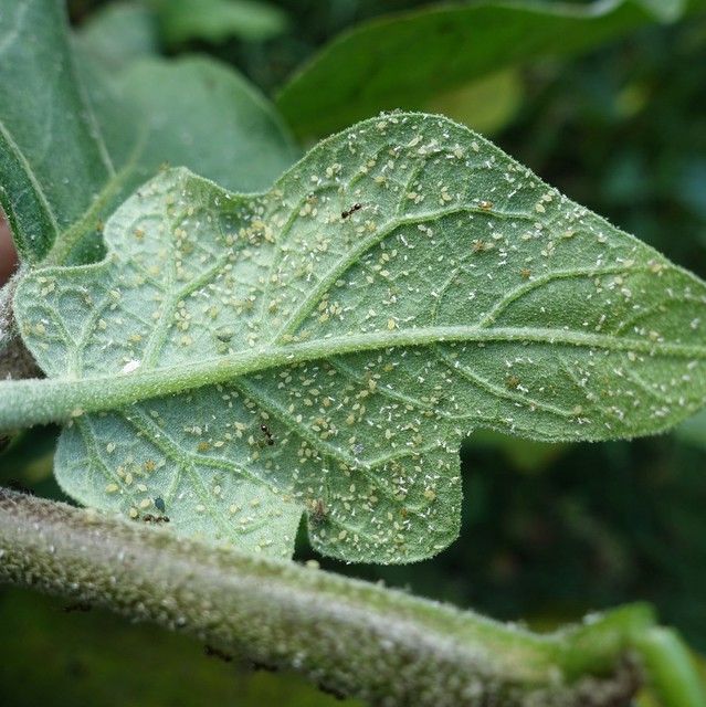 Aphids: Rapidly Multiplying Disease Vectors Aphids: The Disease Vectors That Multiply Rapidly
