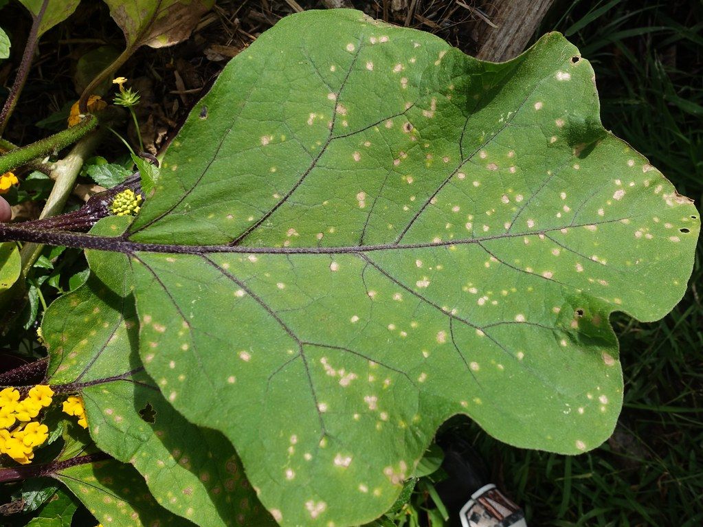 Cercospora Leaf Spot on Eggplant Plants Cercospora Leaf Spot in eggplant