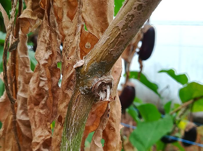 Fusarium Wilt Disease in Eggplants Fusarium Wilt in eggplants