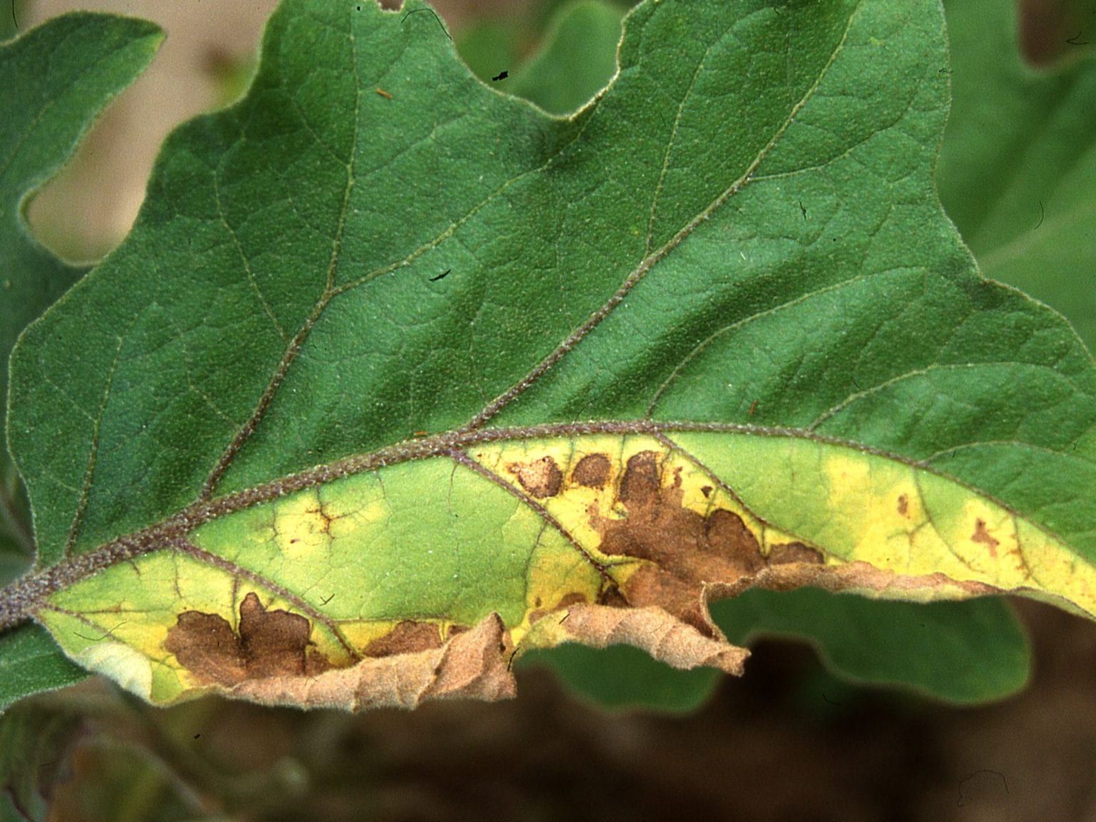 Verticillium Wilt Symptoms in Eggplant Verticillium Wilt in eggplant