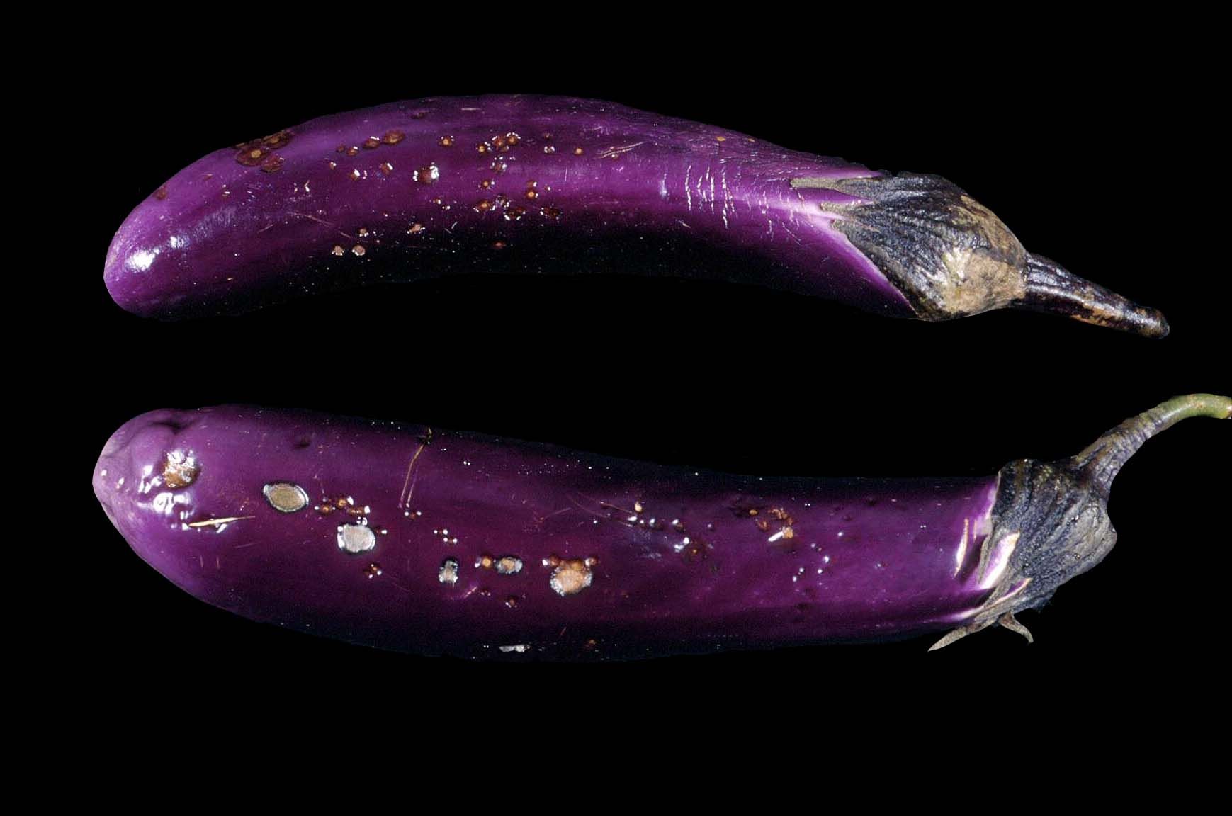 The Science Behind Eggplant Storage Challenges