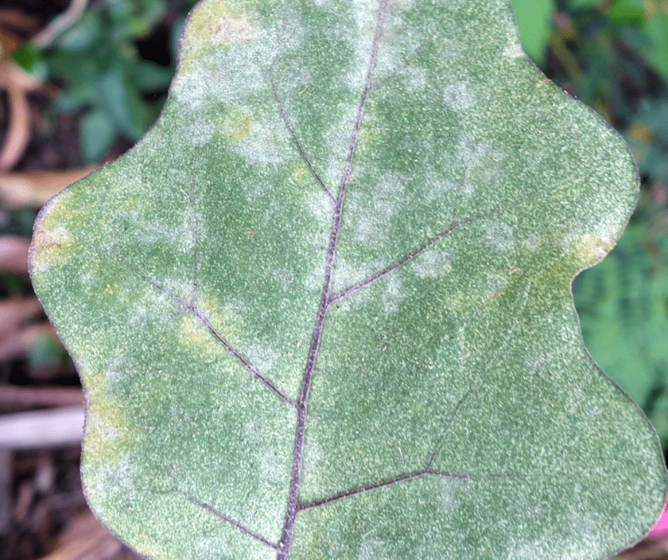 Powdery Mildew on Eggplant Plant Powdery Mildew in eggplant