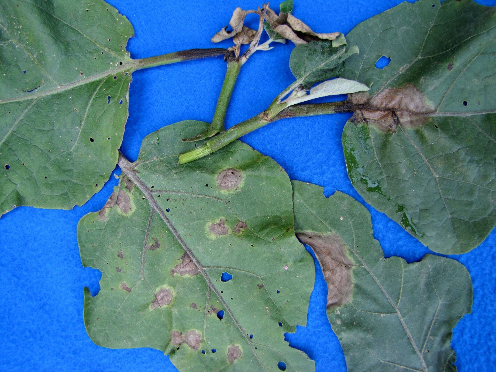 Phytophthora Blight Affects Eggplant Crop Phytophthora Blight in eggplant