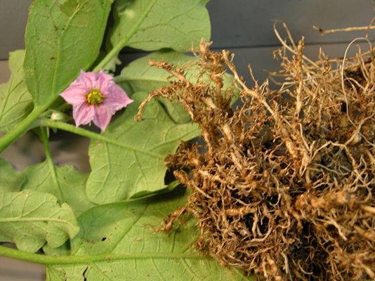 Understanding Root Rot in Eggplant Plants Root Rot in eggplant