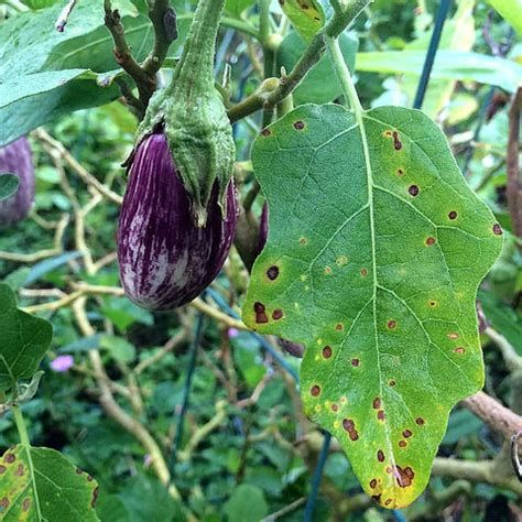 Alternaria and Early Blight in Eggplant Overview Alternaria and Early Blight in eggplant