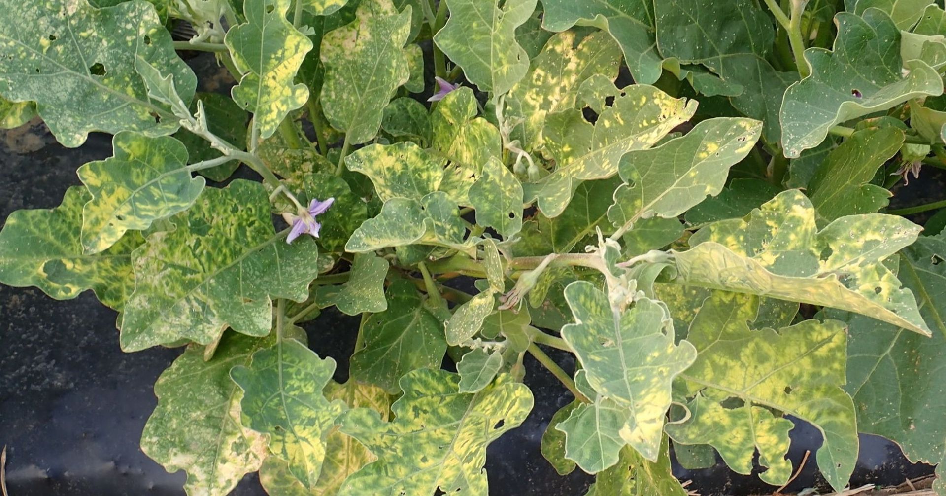 Understanding Viral Mosaic Disease in Eggplants Viral Mosaic Disease in eggplant