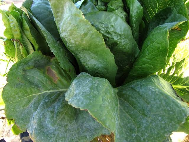 Powdery mildew in lettuce 