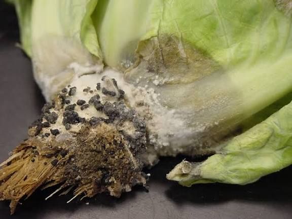 Botrytis and Sclerotinia (White Mold) in lettuce 