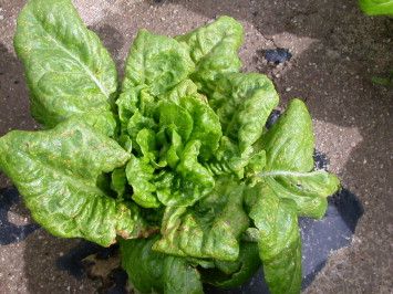 Lettuce Mosaic Virus