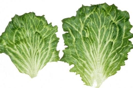 Lettuce Big Vein Disease