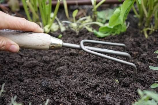 Essential Soil Preparation for Lettuce Growth Soil Preparation Steps for lettuce