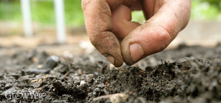 Cost-Effective Direct Sowing for Lettuce Seeds Direct Sowing Seeds (Most Cost-Effective) for lettuce