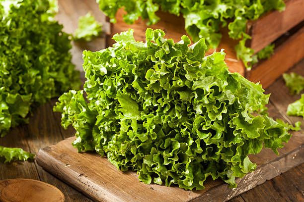 Fresh Looseleaf Lettuce Variety Looseleaf Lettuce