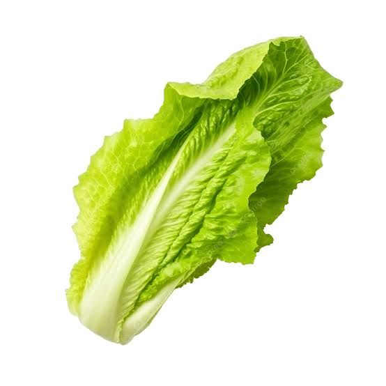 Fresh Romaine Lettuce Head Romaine Lettuce