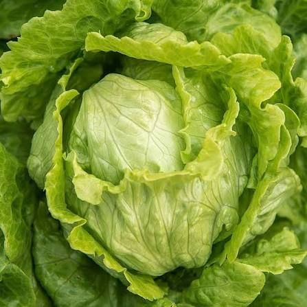 Fresh Crisphead Lettuce - Iceberg Variety Crisphead Lettuce (Iceberg)