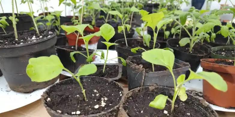 Eggplant Seedling Transplanting Process Transition from Seedling to Larger Pot in eggplant