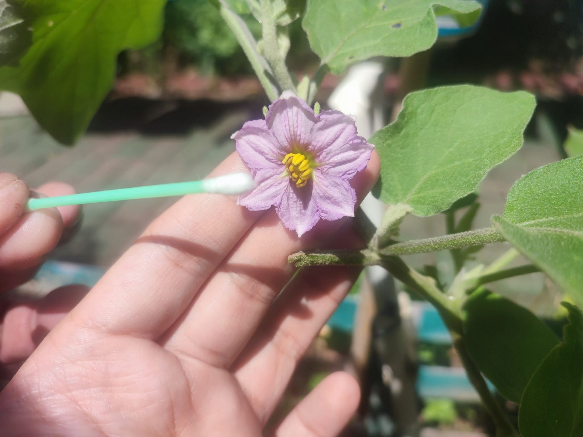 Pruning Early Flowers for Better Plant Growth Removing Early Flowers for Explosive Growth