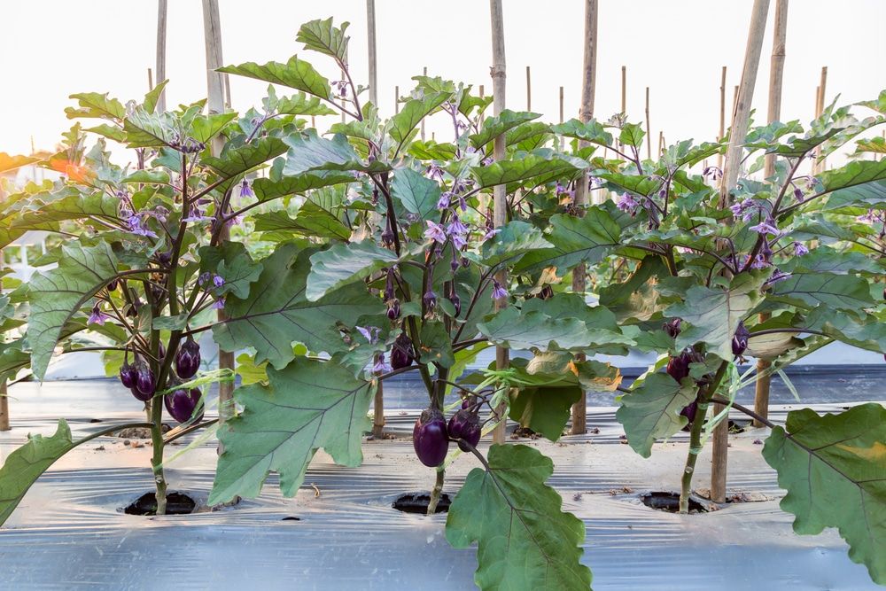 Spacing Tips for Successful Eggplant Growth Spacing Considerations for Leader Success in eggplant