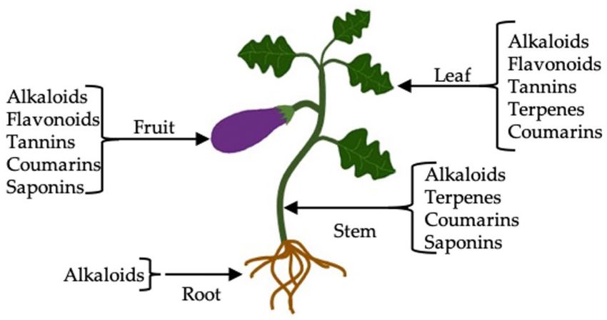 Eggplant Plant Structure Overview Understanding Eggplant Plant Structure