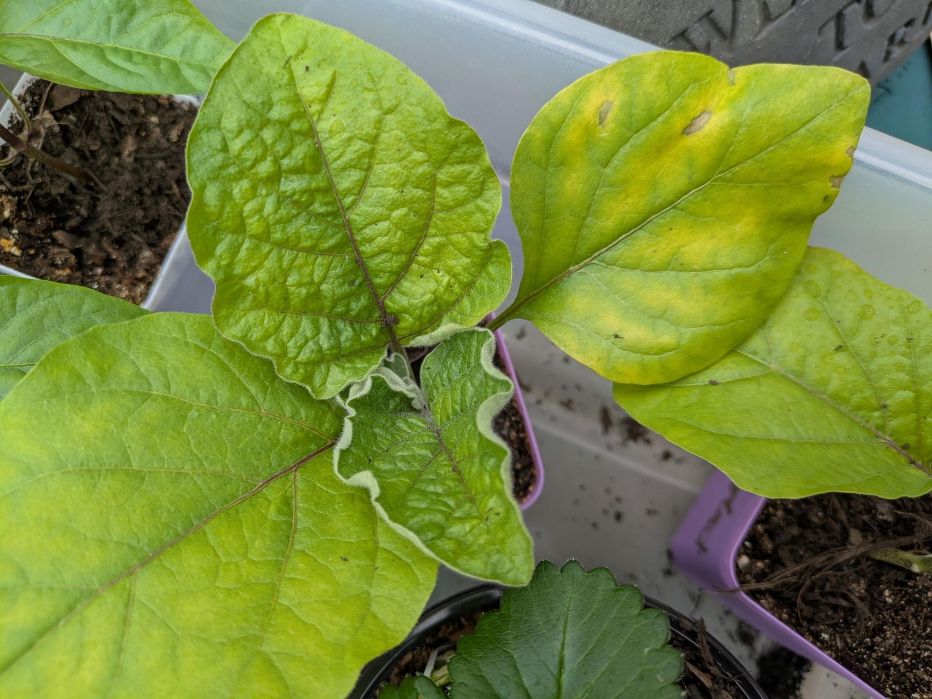 Signs of Nitrogen Deficiency in Eggplant Nitrogen Deficiency in eggplant