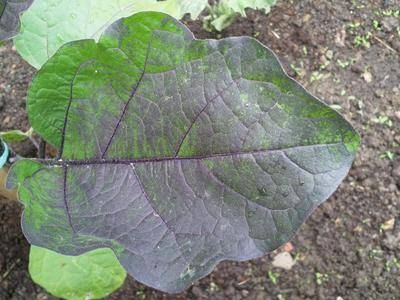 Understanding Phosphorus Deficiency in Eggplants Phosphorus Deficiency in eggplant