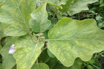 Magnesium Deficiency in Eggplant Explained Magnesium Deficiency: The Chlorophyll Robber in eggplant