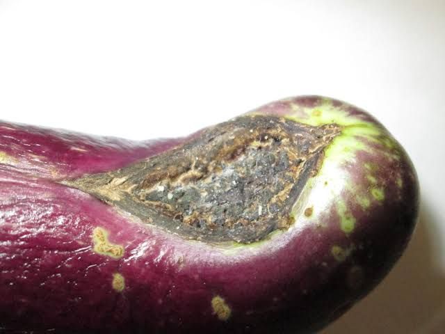 Understanding Blossom End Rot in Eggplants Calcium Deficiency: The Blossom End Rot Problem in eggplant
