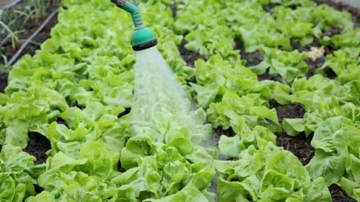 Understanding Lettuce Water Needs