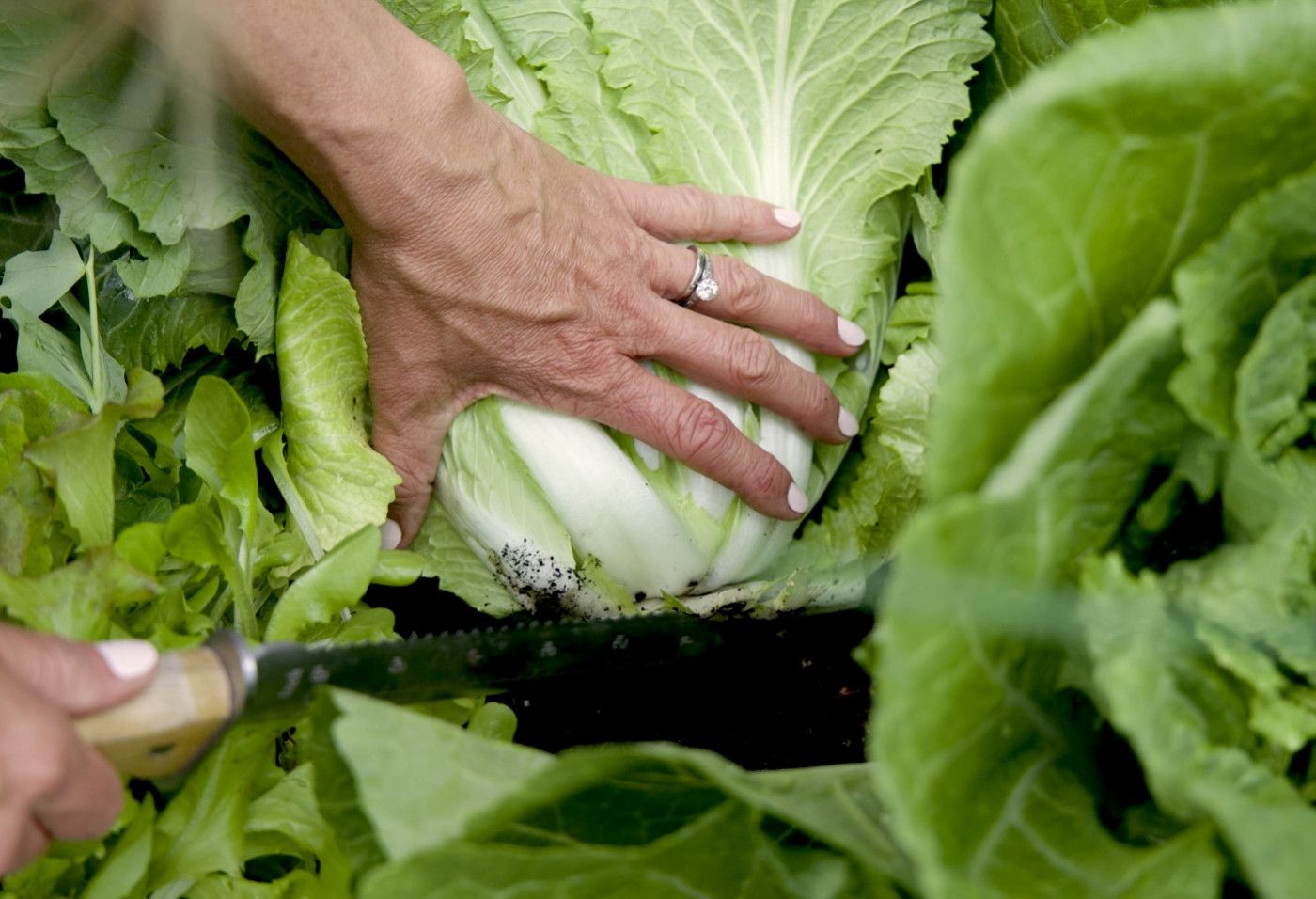 When Your Lettuce Is Ready to Harvest