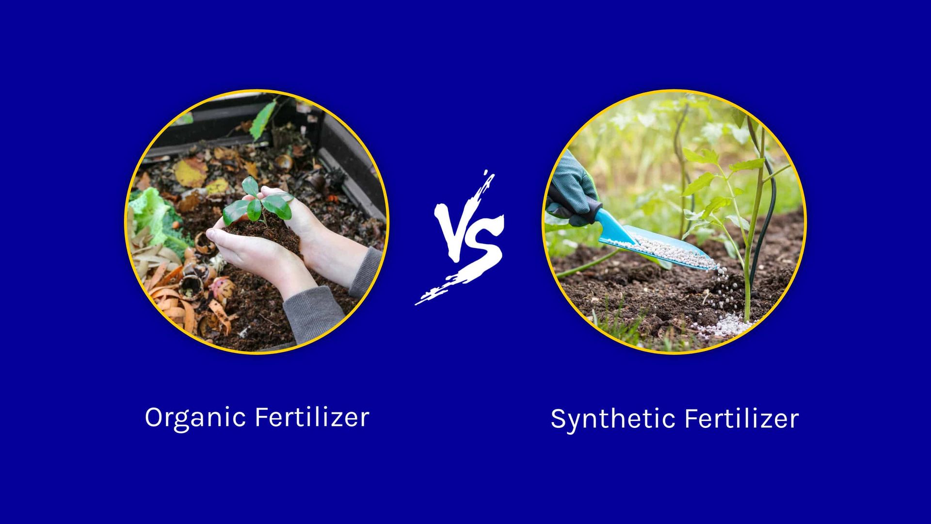 Comparison of Organic and Synthetic Fertilizers Organic vs. Synthetic Fertilizers in lettuce