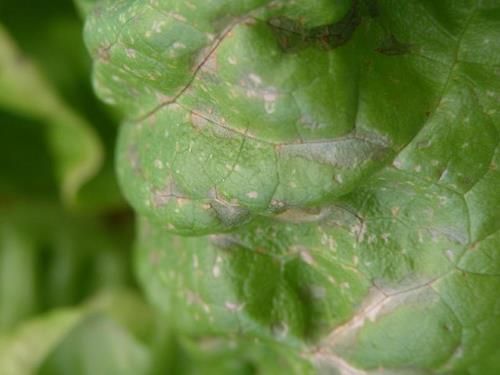 Lettuce Affected by Potassium Deficiency Potassium deficiency in lettuce