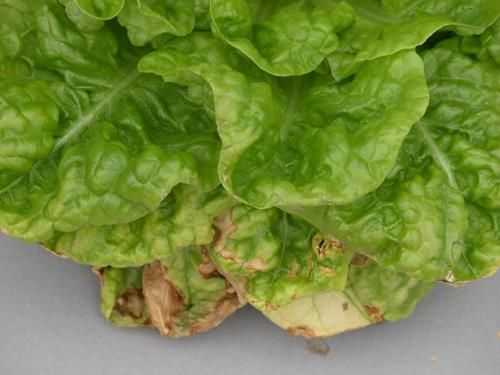 Impact of Magnesium Deficiency on Lettuce Growth Magnesium deficiency in lettuce