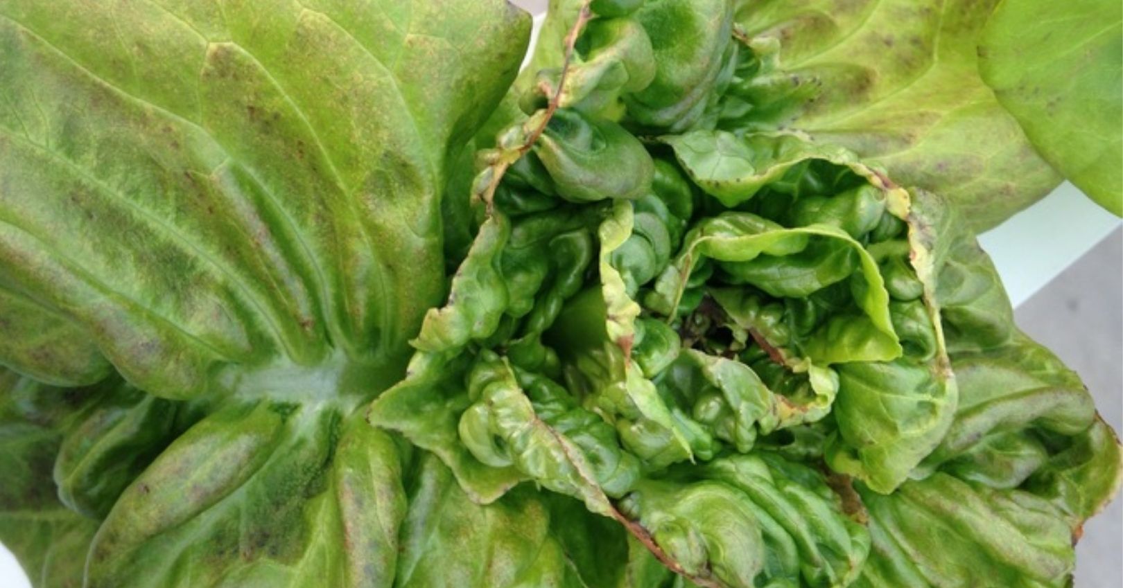 Lettuce Tip Burn from Calcium Deficiency Calcium deficiency causes tip burn in lettuce