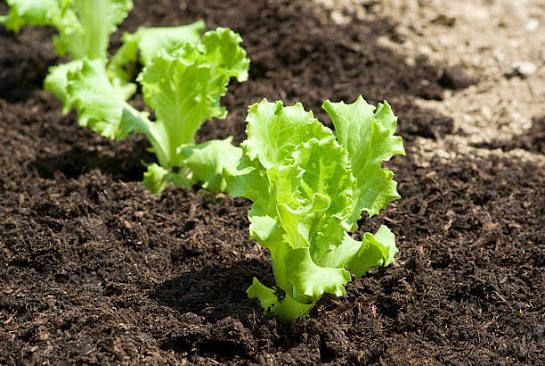 Importance of Soil for Growing Lettuce Why Soil Matters in lettuce