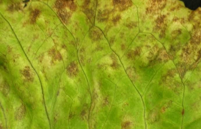 Understanding Lettuce Leaf Spot Disease What is Lettuce Leaf Spot