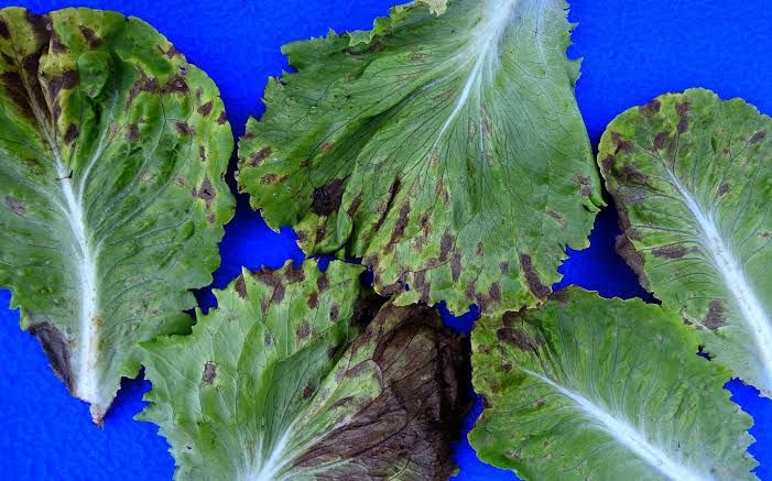 Lettuce Leaf Spot Symptoms Guide Identifying Leaf Spot Symptoms in lettuce