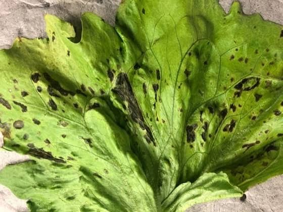 Bacterial Leaf Spot on Lettuce Plant Bacterial leaf spot in lettuce