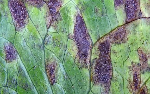 Septoria Leaf Spot on Lettuce Plant Septoria leaf spot in lettuce