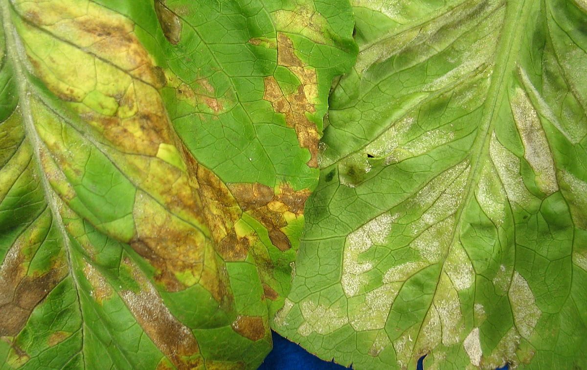 Downy Mildew: Identifying the Most Damaging Fungal Disease in lettuce