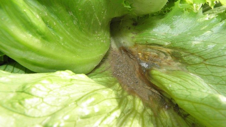 Botrytis Grey Mould: Spotting the Wind-Borne Threat in lettuce