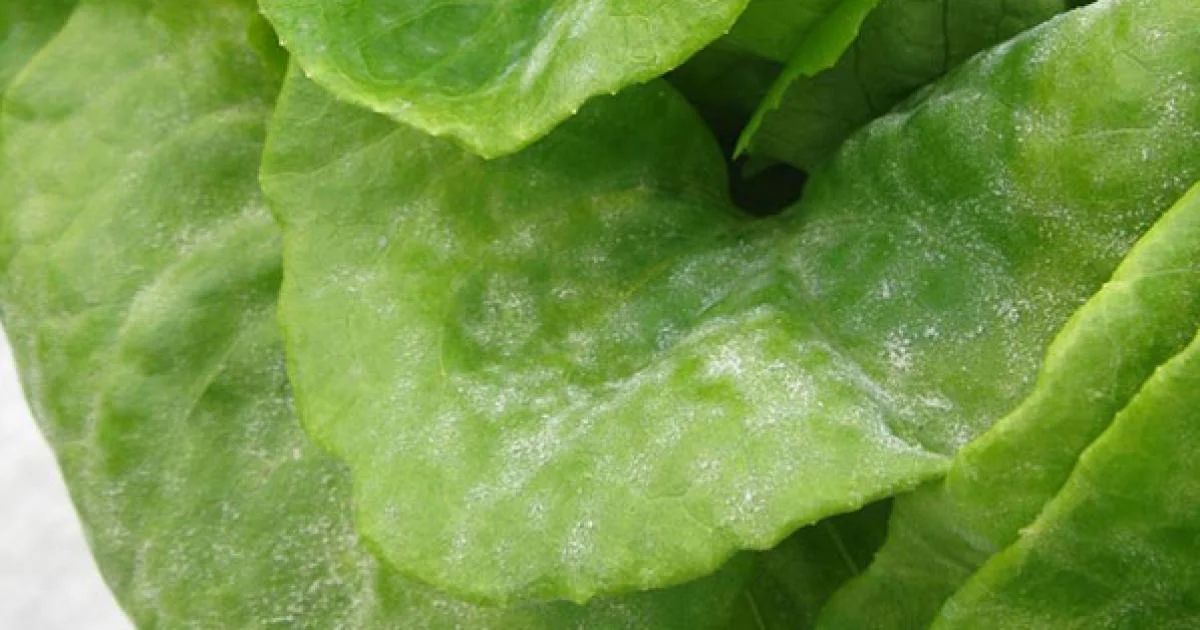 Powdery Mildew: The Dust-Like Coating on Leaves in lettuce