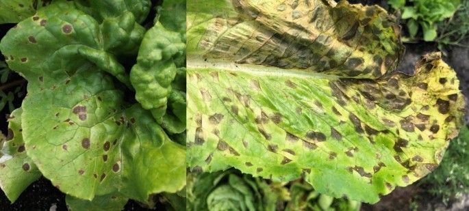 Anthracnose in lettuce