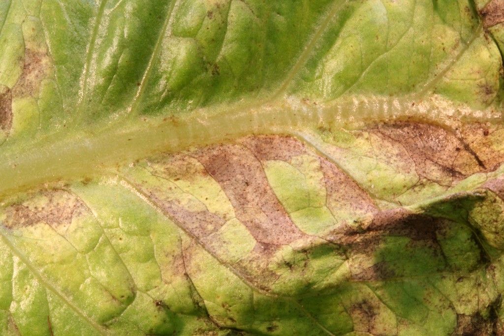 Septoria Leaf Spot in lettuce